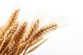 Wheat ears or ripe rice that harvest from fields isolated on white background, clean dried sheaf crop, with Generative Ai