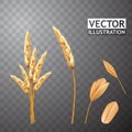 Wheat ears and seed isolated. Agriculture grain. Vector eps10