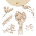 Wheat ears, sheaf and grains. Cereals sketch hand drawn drawing.