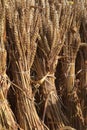 Wheat ears sheaves tied to the harvest as a decoration for thank