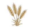Wheat ears sketch hand drawn in doodle style. Vector illustration design Royalty Free Stock Photo