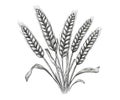Wheat ears sketch hand drawn in doodle style. Vector illustration design Royalty Free Stock Photo
