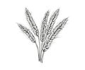 Wheat ears sketch hand drawn in doodle style. Vector illustration design Royalty Free Stock Photo