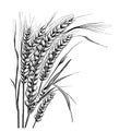 Wheat ears sketch hand drawn in doodle style Royalty Free Stock Photo