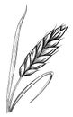 Wheat ears sketch hand drawn Royalty Free Stock Photo