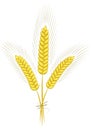 Wheat ears sketch hand drawn icon. Royalty Free Stock Photo