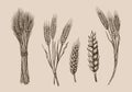 Wheat ears sketch Royalty Free Stock Photo