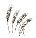 Wheat ears sketch Royalty Free Stock Photo