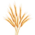 Wheat ears with space for text. EPS 10 Royalty Free Stock Photo