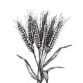 Hand drawn wheat illustration. Hand drawn rye in vintage engraving style. Royalty Free Stock Photo