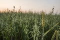 Wheat ears sting on a oats field. Close up on a green ears of wheat growing in the field in evening sunset sky Royalty Free Stock Photo