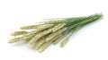 Bunch of Wheat Stalks with Green Leaves on White Background Royalty Free Stock Photo