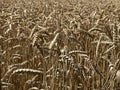 wheat ears in summer farm field Royalty Free Stock Photo