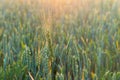 Wheat in the sun, wheat ears in the sunlight