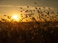 wheat ears at sunset Royalty Free Stock Photo