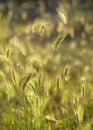 Wheat ears Triticum in the sunlight at sunset in Greece Royalty Free Stock Photo