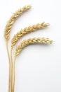 Wheat ears (triticum) Royalty Free Stock Photo