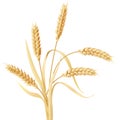 Wheat ears tuft Royalty Free Stock Photo