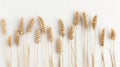 The wheat ears on white. AI generated Royalty Free Stock Photo
