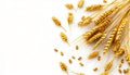 Wheat ears on a white background Royalty Free Stock Photo