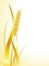 Wheat ears on a white background for landscape Royalty Free Stock Photo