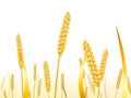 Wheat ears on a white background for landscape Royalty Free Stock Photo