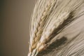 Wheat ears on white background. Wheat spikes close up. Royalty Free Stock Photo