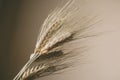 Wheat ears on white background. Wheat spikes close up. Royalty Free Stock Photo