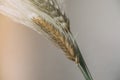 Wheat ears on white background. Wheat spikes close up. Royalty Free Stock Photo