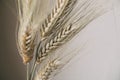 Wheat ears on white background. Wheat spikes close up. Royalty Free Stock Photo