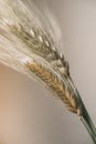 Wheat ears on white background. Wheat spikes close up. Royalty Free Stock Photo