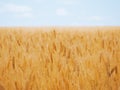 Wheat ears at the yellow wheat field under the blue sky Royalty Free Stock Photo