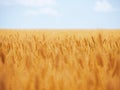 Wheat ears at the yellow wheat field under the sky Royalty Free Stock Photo