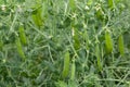 Wheat earsblooming green peas in pods on the field Royalty Free Stock Photo