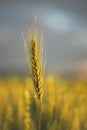 Wheat in evening sunshine Royalty Free Stock Photo