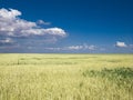 Wheat f ield blue sky Royalty Free Stock Photo