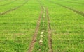 Wheat farm/field on a bright sunny day