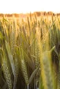 Wheat Farm Field at Golden Sunset or Sunrise Royalty Free Stock Photo