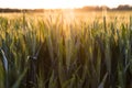 Wheat Farm Field at Golden Sunset or Sunrise Royalty Free Stock Photo