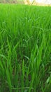 Wheat farm green wheat plants