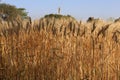 Wheat farm Royalty Free Stock Photo