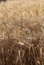 Wheat farm Royalty Free Stock Photo