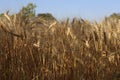 Wheat farm Royalty Free Stock Photo