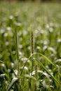 Wheat farm wallpaper image