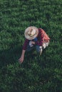 Wheat farmer analyzing crop development