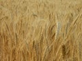 wheat farmers harvest