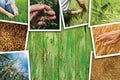 Wheat farming in agriculture photo collage Royalty Free Stock Photo