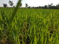 Wheat farming in 20 dey