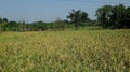 Wheat farming in the field with trees background Royalty Free Stock Photo