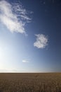 Wheat field